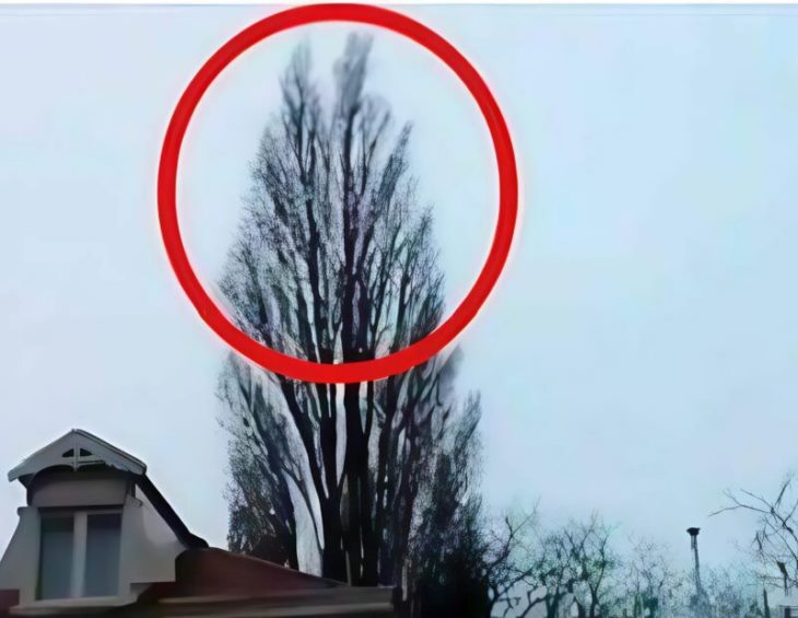🌳 🤫 Ես պարզապես ցանկանում էի ծառ նկարել… բայց բնությունը ինձ հավերժության մի ակնթարթ պարգևեց։