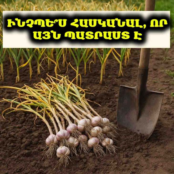 🧄 Ե՞րբ է ճիշտ ժամանակը սխտորը փորելու համար. Տատիկի հավաստի գաղտնիքը