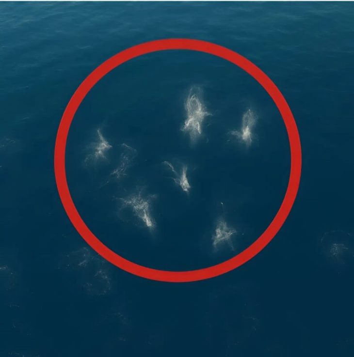 😲🌊 Ես անհավանական մի բան տեսա ջրի մեջ։ 👽❓ Արդյո՞ք ես հանդիպեցի օվկիանոսի գաղտնիքին։ Մինչև հիմա մտածում եմ այս մասին։