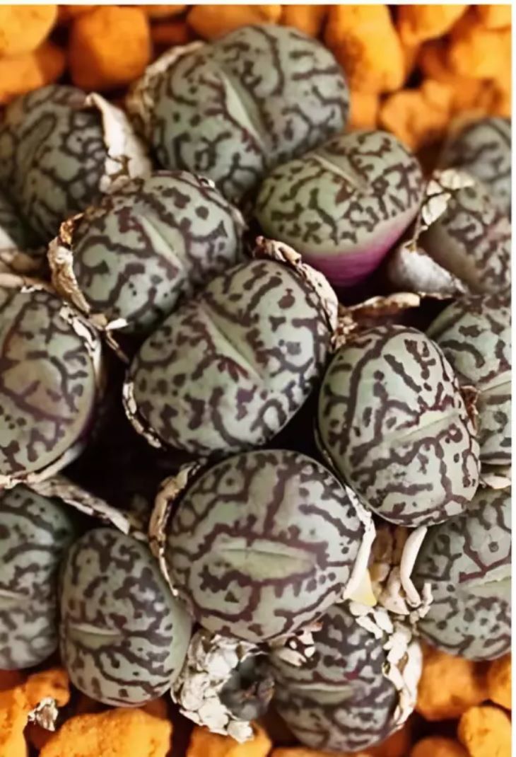 😲🥚 Իմ աղջիկը իր մահճակալի տակ մի բան գտավ… Մասնագետը, տեսնելով դա, խուճապահար փախավ։