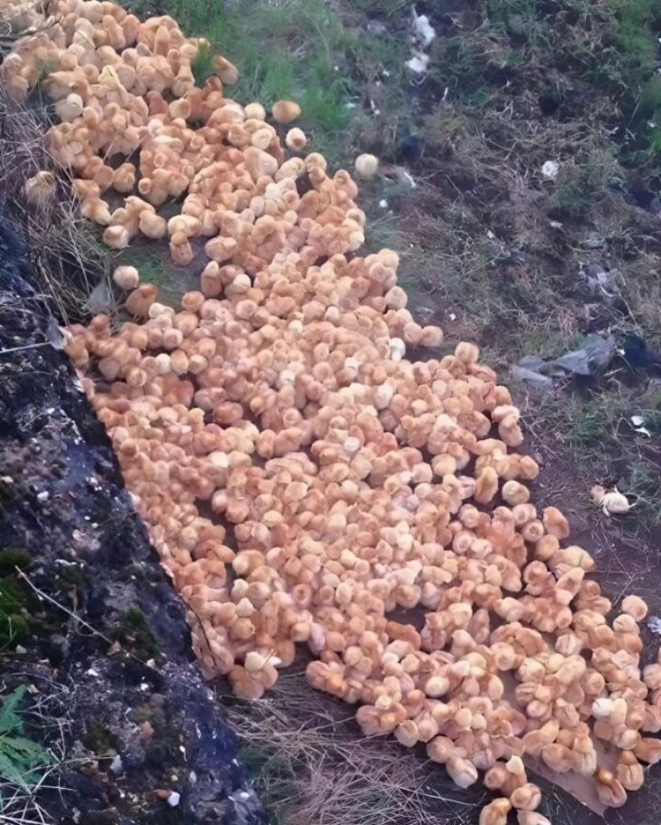 🐣 Այս սովորական զբոսանքը անտառում ինձ ցնցեց: Հայտնաբերեցի մի բան, որը երբեք չէի սպասի: 💔