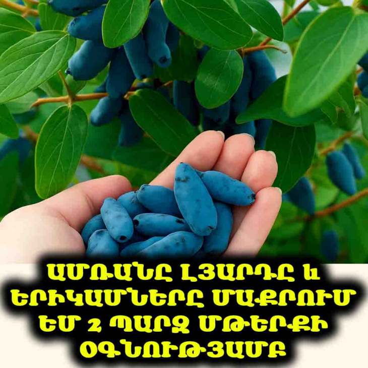 💖 Ձեր լյարդը և երիկամները կշնորհակալություն հայտնեն! Ծնեբեկ և մեխակաթխիր՝ ամառային մաքրման համար