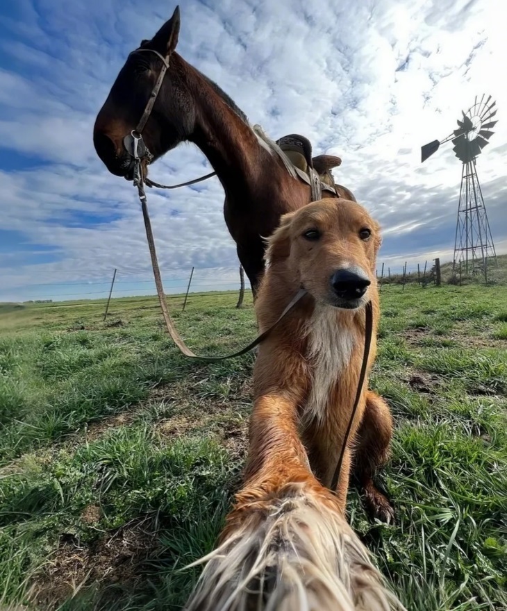 🐶🐴 Անսպասելի հյուր. Ինչպես ֆերմայի շունը տուն բերեց մի ձիու և բացահայտեց մի խորհրդավոր պատմություն