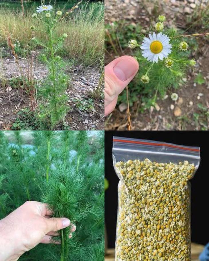 🌿 Այս համեստ բույսը անակնկալներ է թաքցնում. Բացահայտեք անհոտ երիցուկի 10 օգուտը։