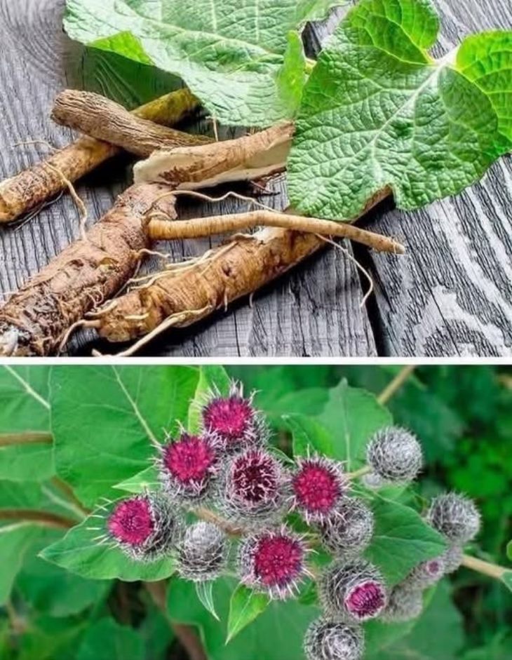 🌿 Եթե տեսնում եք այս բույսը, ուրեմն ոսկու վրա եք նստած և անգամ չգիտեք այդ մասին։ Մարդկանց մեծ մասը չի…