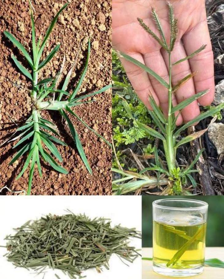 🌿 Երիկամների առողջություն սագաթուփի միջոցով։ Իմացե՛ք, թե ինչպես այս բնական միջոցը կարող է փոխել ձեր բարեկեցությունը։