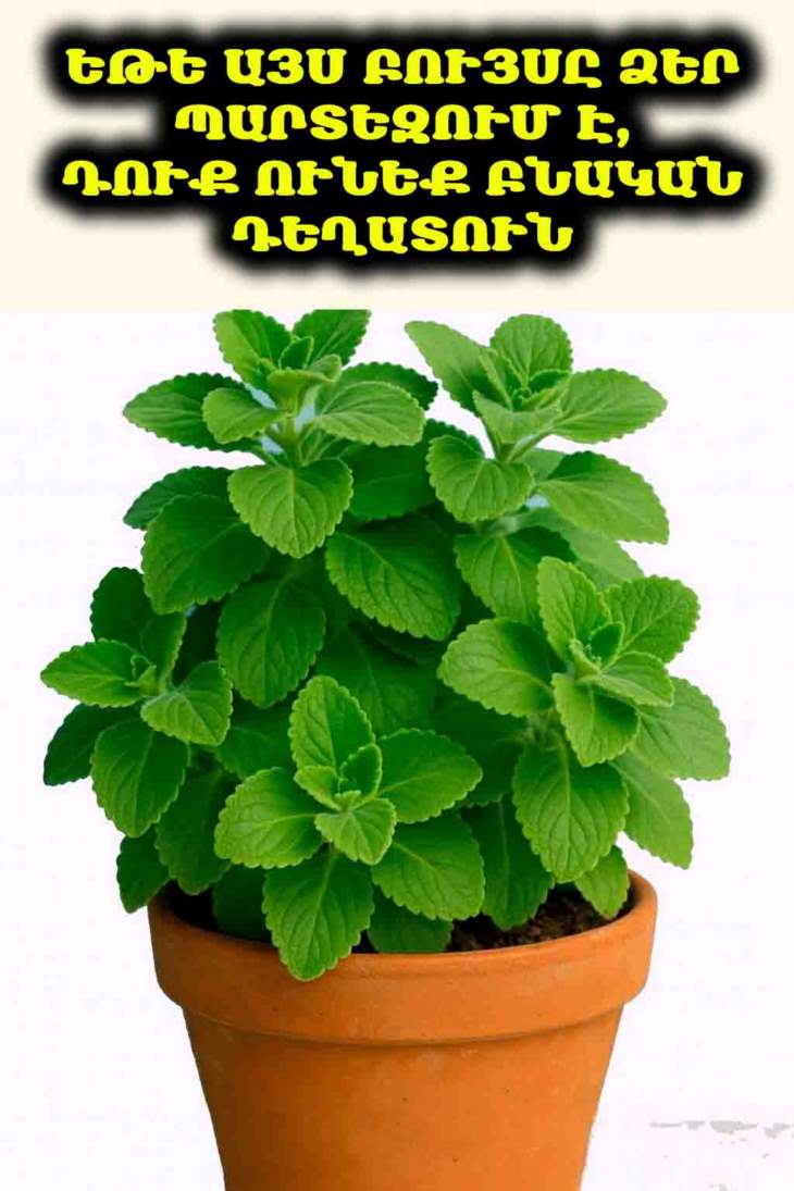🌿 Եթե այս բույսը ձեր պարտեզում է, դուք ունեք ԲՆԱԿԱՆ ԴԵՂԱՏՈՒՆ և դրանից չեք օգտվել