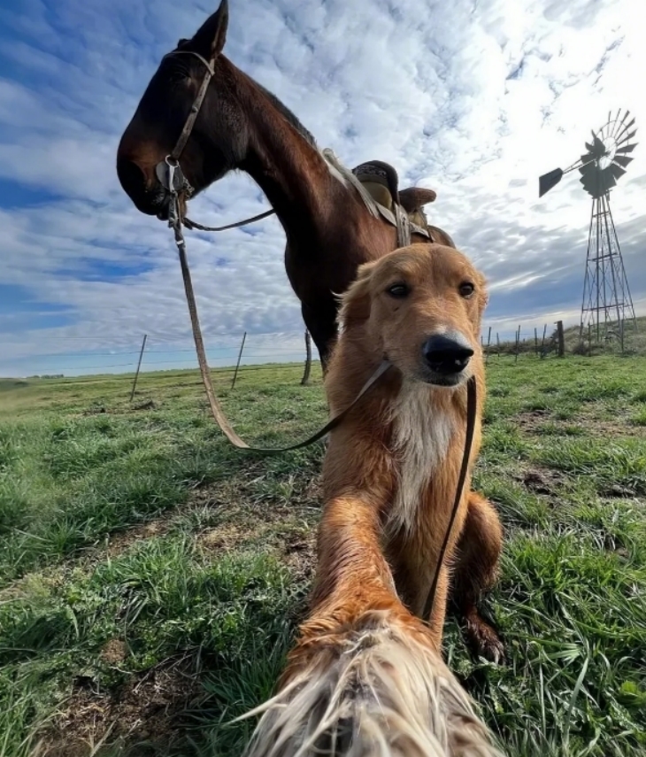 🐶🐴 Իմ շունը ֆերմայից վերադարձավ՝ մի ամբողջ ձի քարշ տալով, իսկ դրա հետ միասին՝ անսպասելի մի գաղտնիք։