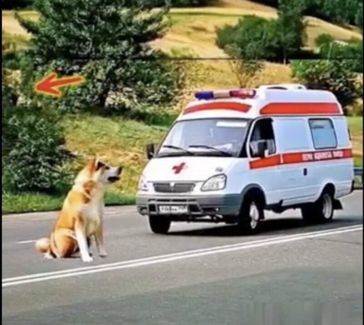 🚨 Սա ուղղակի անհավատալի է! Շունը կանգնեցրել է շտապօգնության մեքենան և ճանապարհ ցույց տվել դեպի տուժածը: