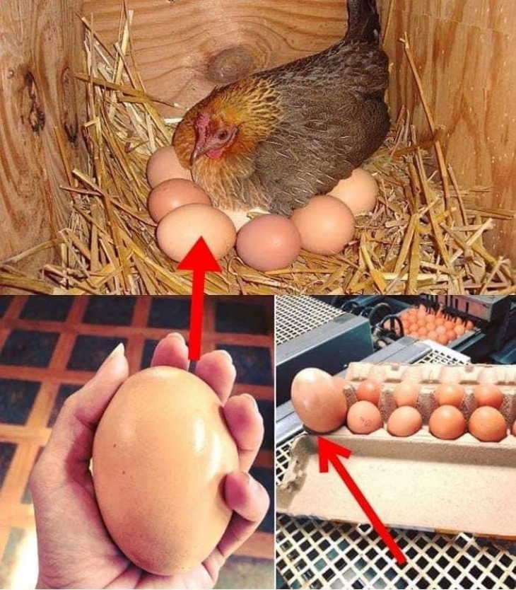 🥚 Ֆերմերը հսկայական ձու է գտնում. Այն, ինչ դուրս եկավ դրանից, զարմացրեց բոլորին