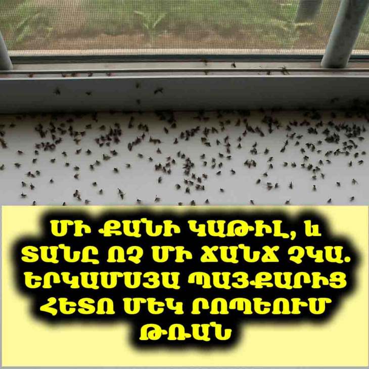 🤯 Անհավանական է, բայց փաստ. Ճանճերն անհետացան մեկ րոպեում։ Իմ փորձը կիսվում եմ ձեզ հետ։
