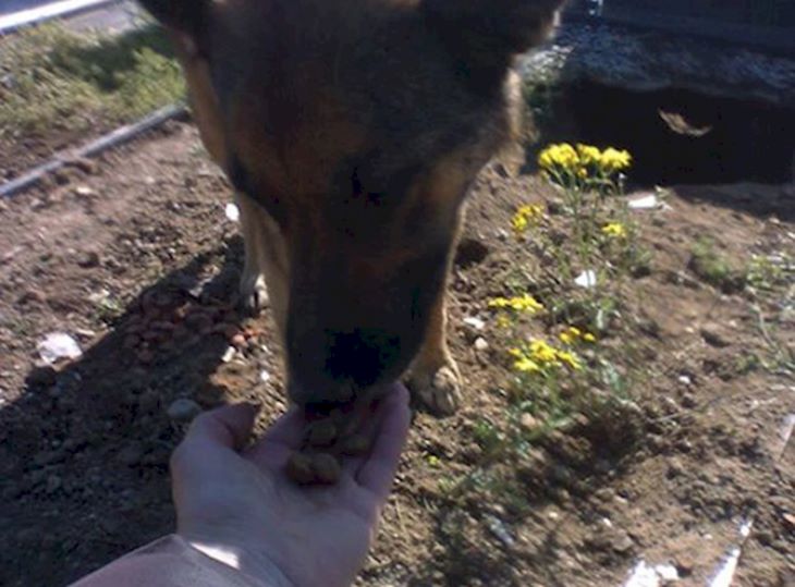 🐾 Բոլորը կարծում էին, թե այս շունը սգում է իր տիրոջը, մինչև որ չտեսան, թե ինչ կար նրա տակ
