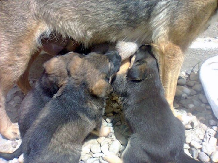 🐾 Բոլորը կարծում էին, թե այս շունը սգում է իր տիրոջը, մինչև որ չտեսան, թե ինչ կար նրա տակ