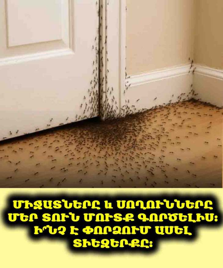 🤔 Տեսե՞լ եք մրջյուններ կամ մողեսներ ձեր տանը. Իմացե՛ք, թե ինչ է դա նշանակում
