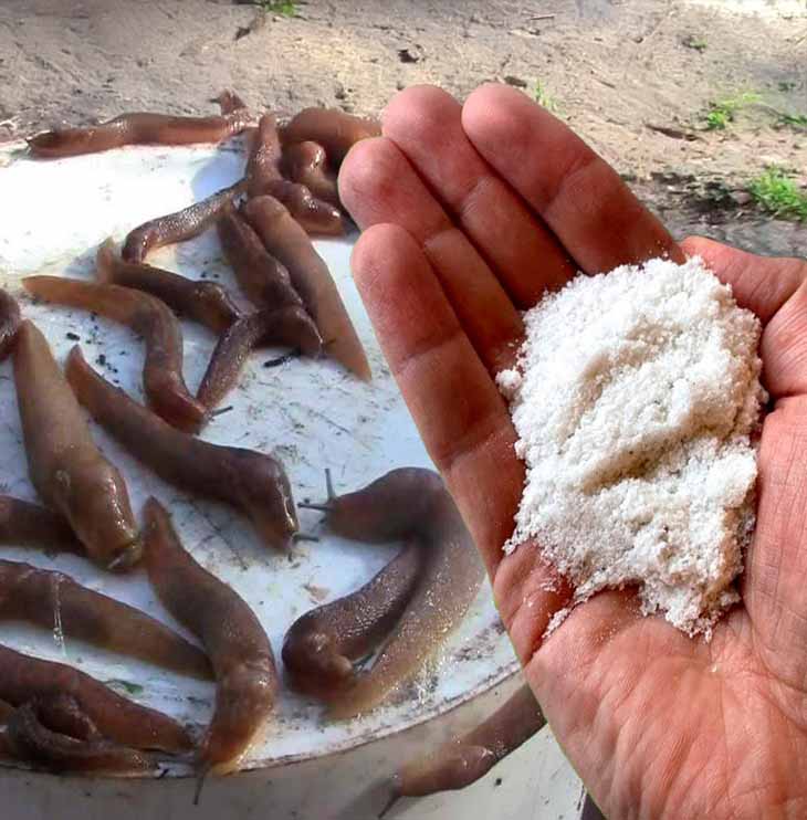 🐌 Այգում խխունջներ կա՞ն։ Մի՛ հուսահատվեք։ Ահա 4 փորձված միջոց՝ ընդմիշտ ազատվելու նրանցից։