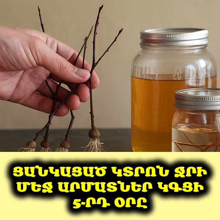 🌱 Հրաշք է. Ձեր կտրոնները կսկսեն արմատակալել արդեն 2 օրից: Իմացեք՝ ինչպես! ✨