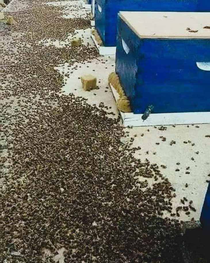 🌎 Երկրագնդի ամենակարևոր արարածները վերանում են, և արդյո՞ք դա նշանակում է, որ մեր ապագան նույնպես վտանգված է