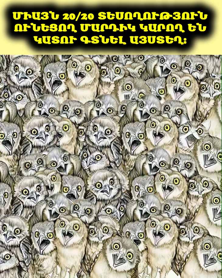 🤯🐈 Այս օպտիկական պատրանքը մարդկանց խելքահան է անում: Կարո՞ղ եք գտնել թաքնված կատվին բուերի մեջ: Միայն 20/20 տեսողություն ունեցողների համար: