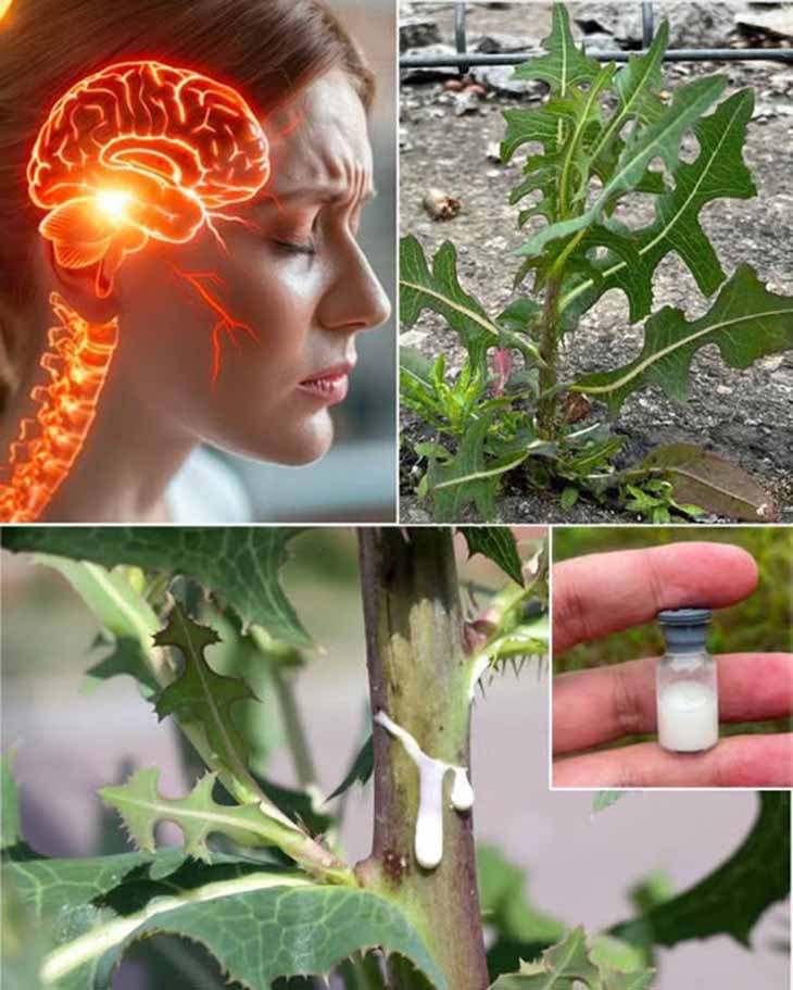 🌿 Վայրի հազարի հյութը. Բնության ցավազրկող և հանգստացնող միջոց