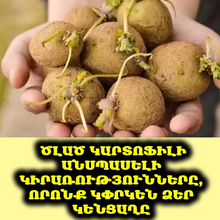 🥔 Մի՛ շտապեք դեն նետել ծլած կարտոֆիլը: Դուք չեք պատկերացնի, թե ինչպես կարող է այն օգտակար լինել ձեզ համար: