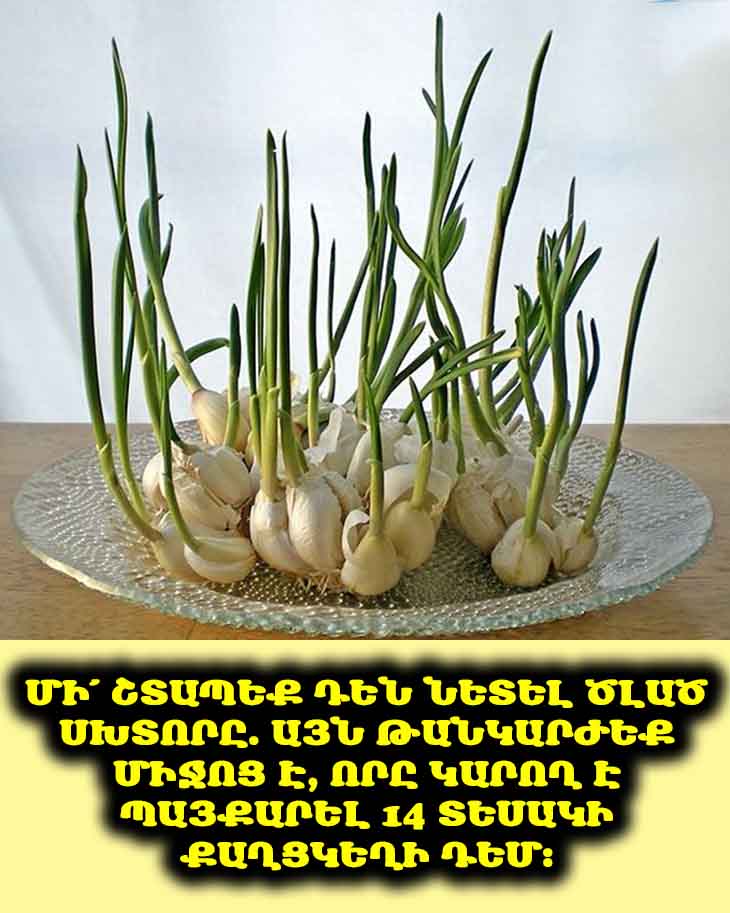 Հիշեք՝ մի՛ շպրտեք։ 🧄 Մի՛ շտապեք դեն նետել ծլած սխտորը. Գիտնականները բացահայտել են դրա անսպասելի օգտակար հատկությունները։