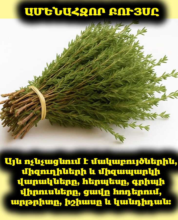 Այն ոչնչացնում է մակաբույծները, միզուղիների և միզապարկի վարակները