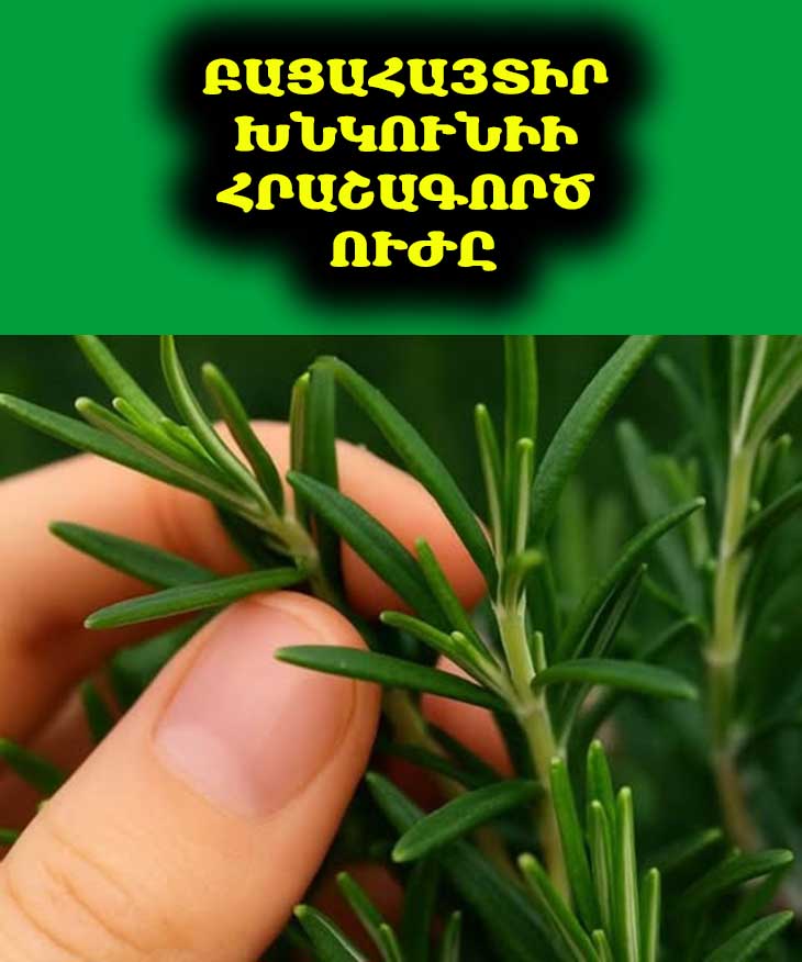 Բացահայտի՛ր խնկունիի ուժը. Բնության հզոր ցավազրկողը և բուժիչ խոտաբույսը