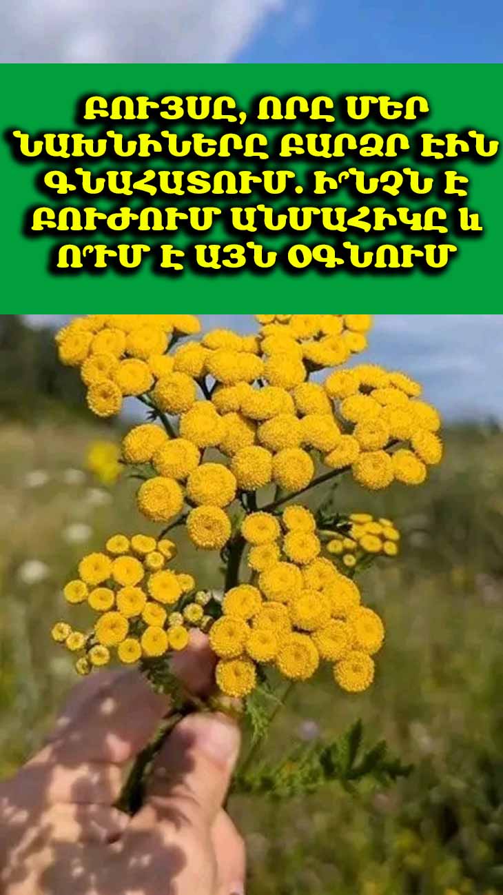 🌿 Դուք կզարմանաք, թե մեր նախնիներն ինչպես էին օգտագործում այս բույսը։ Իմացեք, թե ինչպես կարող է անմահիկն օգնել ձեր առողջությանը։