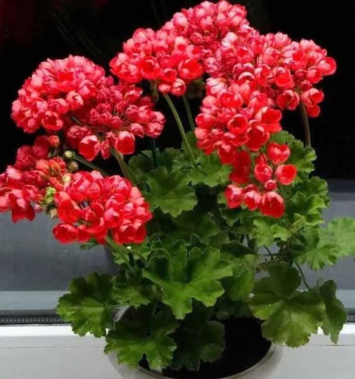🌺 Ձեր պելարգոնիումը չի՞ ծաղկում. Պարզեք՝ ինչ սխալներ եք թույլ տալիս դուք: