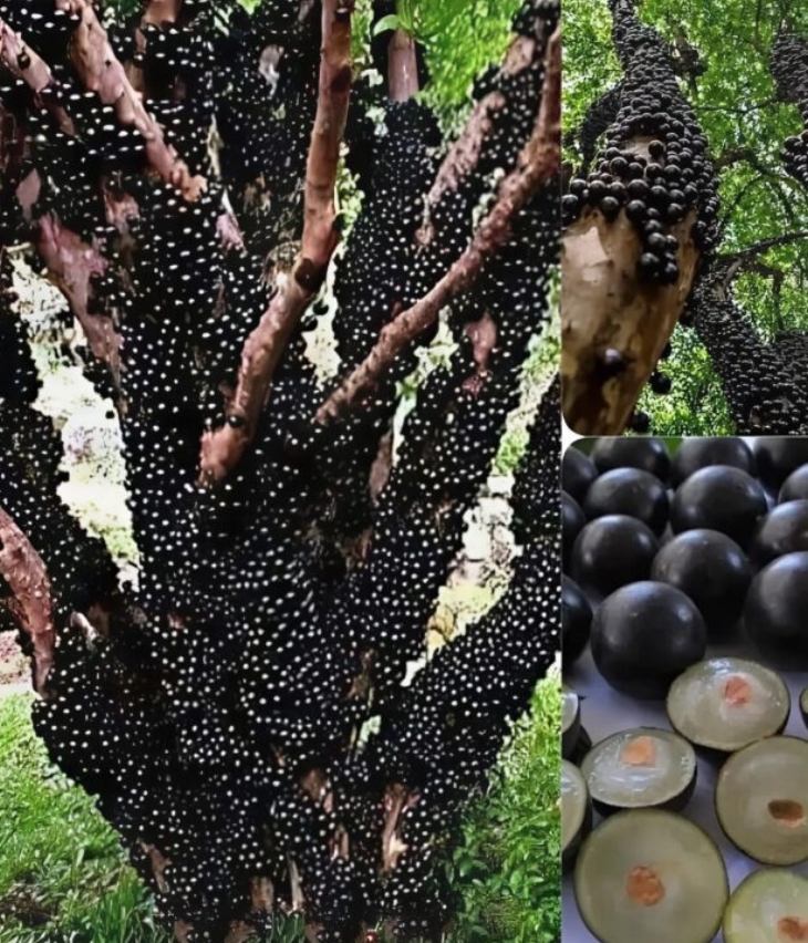 🌳 Եթե նկատեք նման սև, կլորավուն գնդիկներ ծառի վրա, ոչ մի դեպքում մի՛ դիպչեք դրանց. պատմում ենք, թե ինչ է դա։