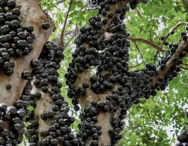 🌳 Եթե նկատեք նման սև, կլորավուն գնդիկներ ծառի վրա, ոչ մի դեպքում մի՛ դիպչեք դրանց. պատմում ենք, թե ինչ է դա։