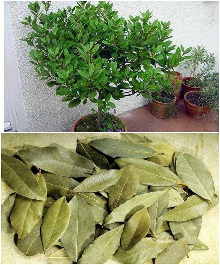 🌿 Ձեզ դուր է գալիս դափնու տերևի հոտը։ Իմացեք, թե ինչպես աճեցնել այն տանը՝ առանց ջանքերի։