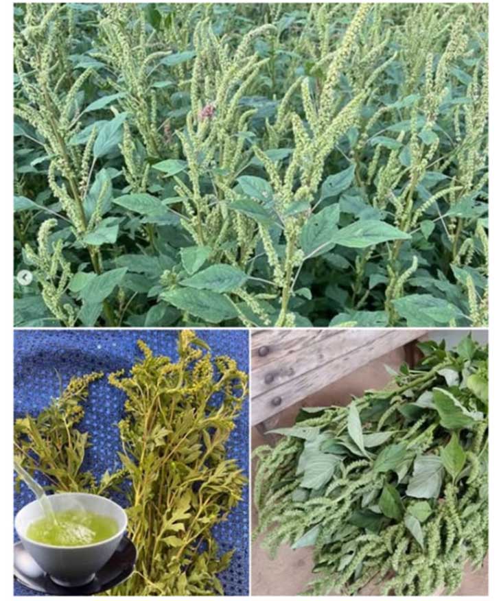 🌿 Հետծալքավոր հավակատար. Դուք այս մոլախոտը պարզապես քաղում և նետում եք, մինչդեռ այն առողջության իսկական աղբյուր է։