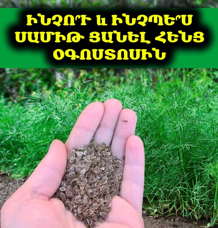 🌿 Օգոստոսին սամիթ ցանելու գաղտնիքները. Ինչպե՞ս ստանալ հարուստ բերք մինչև ցրտերը