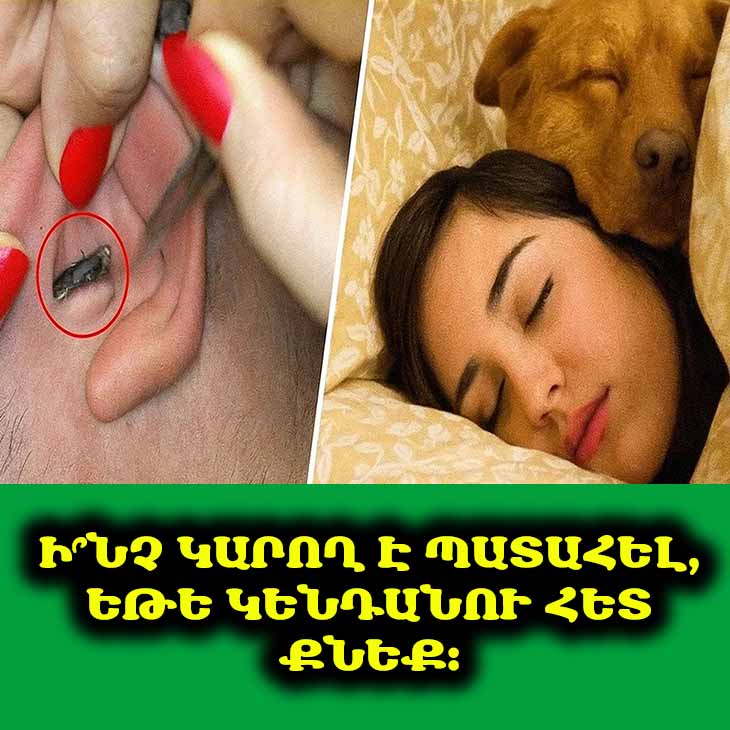 🐶 Մի՛ քնեք ձեր ընտանի կենդանիների հետ․ Բժիշկները բացահայտում են պատճառը