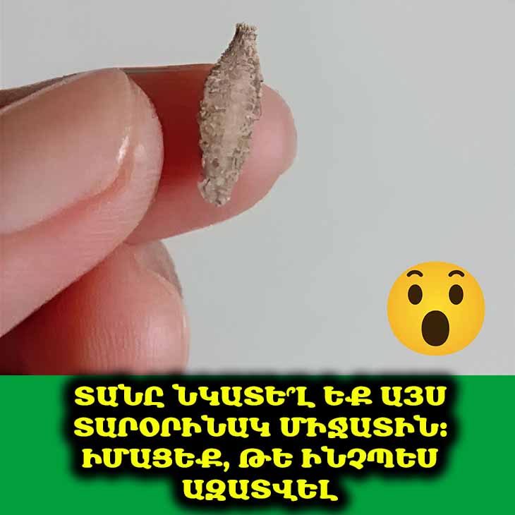 🧐 Ի՞նչ է այս տարօրինակ միջատը, որը պատի վրա է կպած։ Մի գուցե այն արդեն ձեր տանն է։