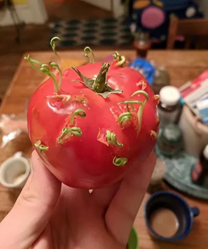 🍅 Տարօրինակ հետքեր լոլիկների վրա. Ի՞նչ բացահայտում արվեց խոհանոցում: