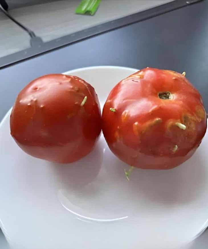 🍅 Տարօրինակ հետքեր լոլիկների վրա. Ի՞նչ բացահայտում արվեց խոհանոցում: