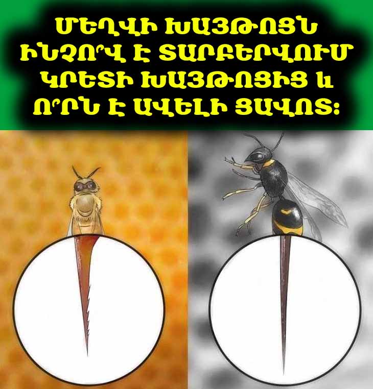 Ի՞նչ տարբերություն կա մեղվի և կրետի խայթոցների միջև, և ո՞րն է ավելի ցավոտ: 🐝