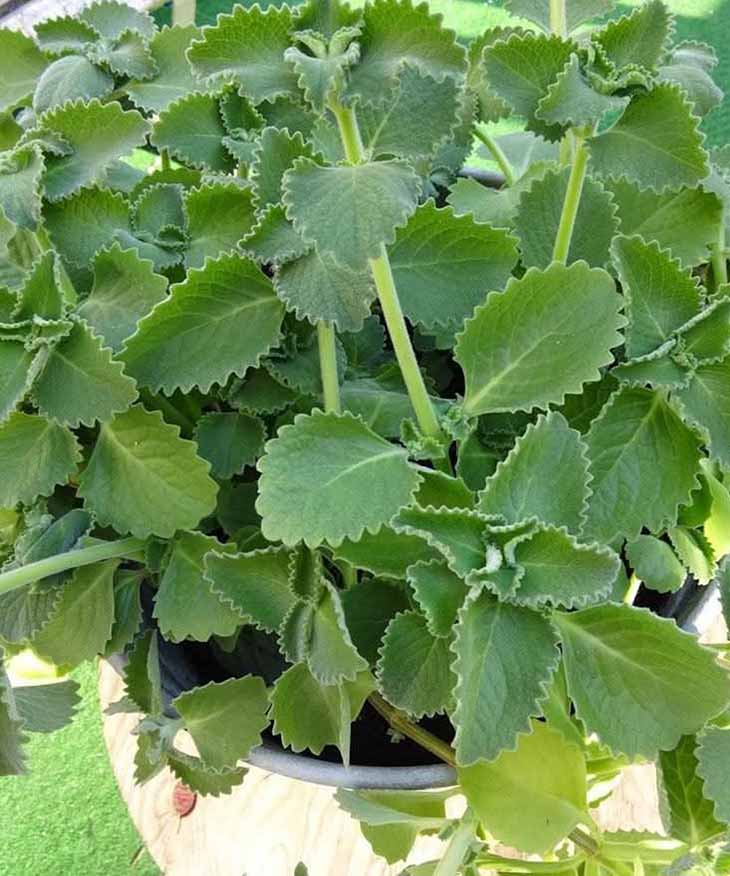 🧠 Մտքի պարզություն և մարմնի թեթևություն. Օրիգանոյի թեյի գաղտնիքները առավոտյան: