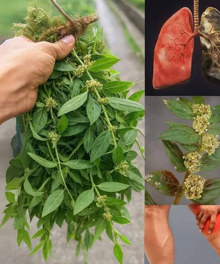 💪 Դուք ունեք ոսկի ձեր տանը, որի մասին չգիտեք. 🌱 Մի մոլախոտ, որը կարող է ոսկի լինել. Ինչո՞ւ եք անտեսում այս բույսը: