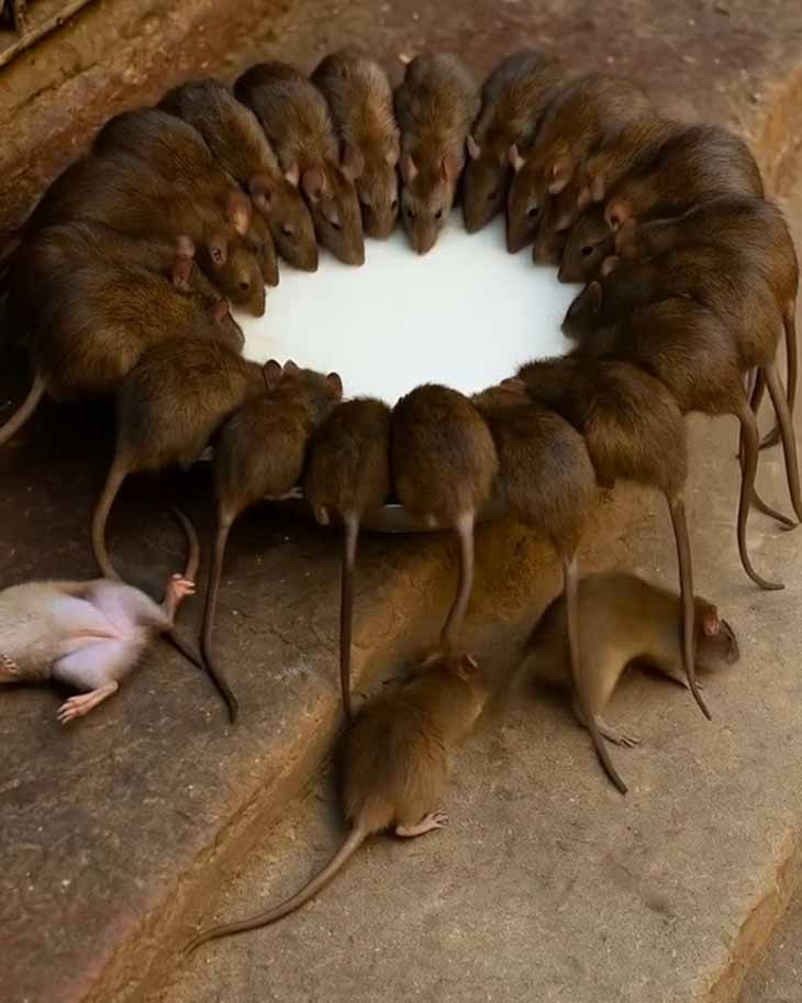 🐀 Մկներն ու առնետները անհետանում են 1 րոպեում՝ առանց թույնի կամ թակարդների: 💨