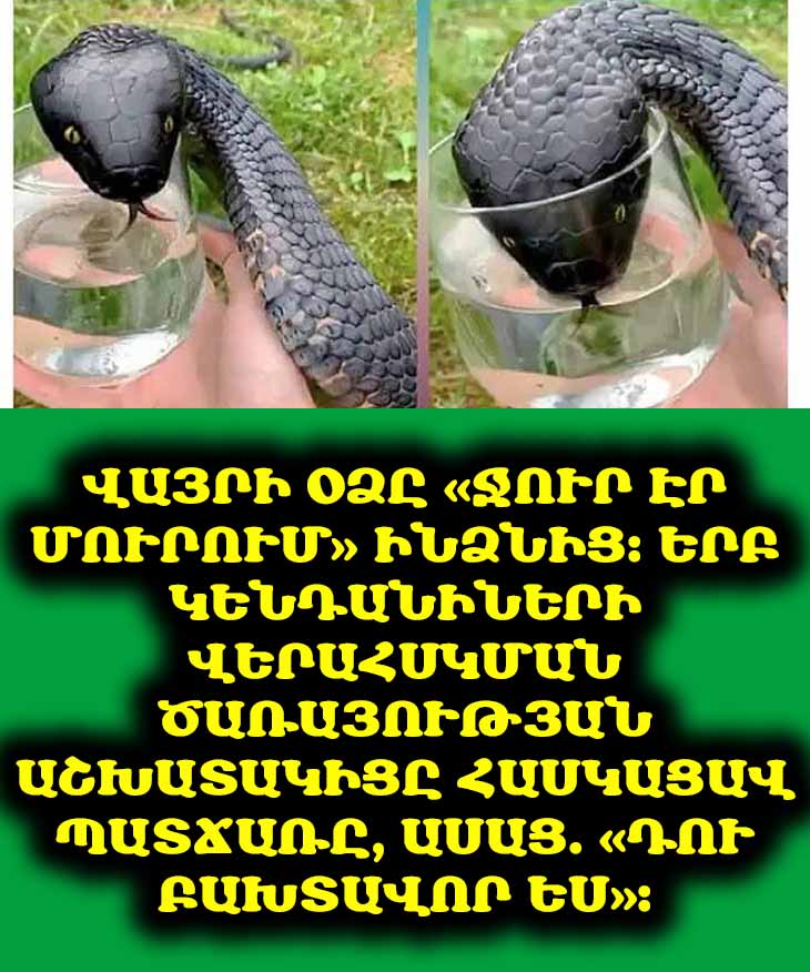 🐍 Վայրի օձը ջուր խնդրեց ինձնից։ Երբ կենդանիների վերահսկման ծառայությունը հայտնեց պատճառը, ես ապշեցի։