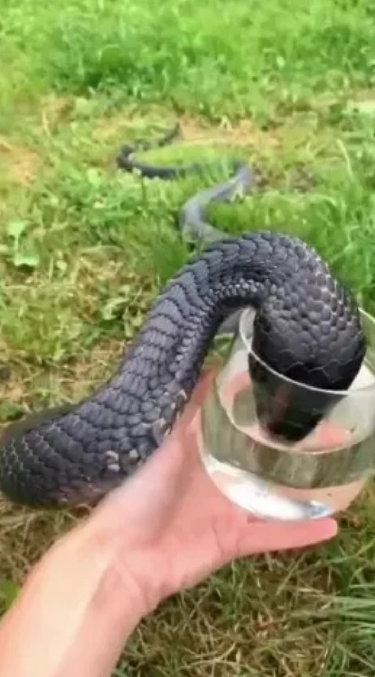 🐍 Վայրի օձը ջուր խնդրեց ինձնից։ Երբ կենդանիների վերահսկման ծառայությունը հայտնեց պատճառը, ես ապշեցի։