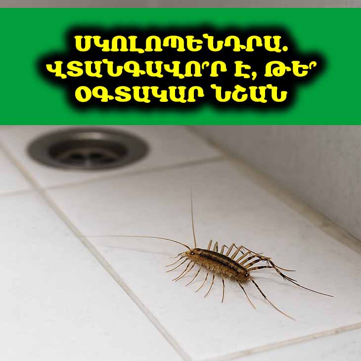 😱 Տեսա՞ք սկոլոպենդրա ձեր տանը. մի՛ շտապեք սարսափել։ Գուցե սա ճակատագրի նշան է։