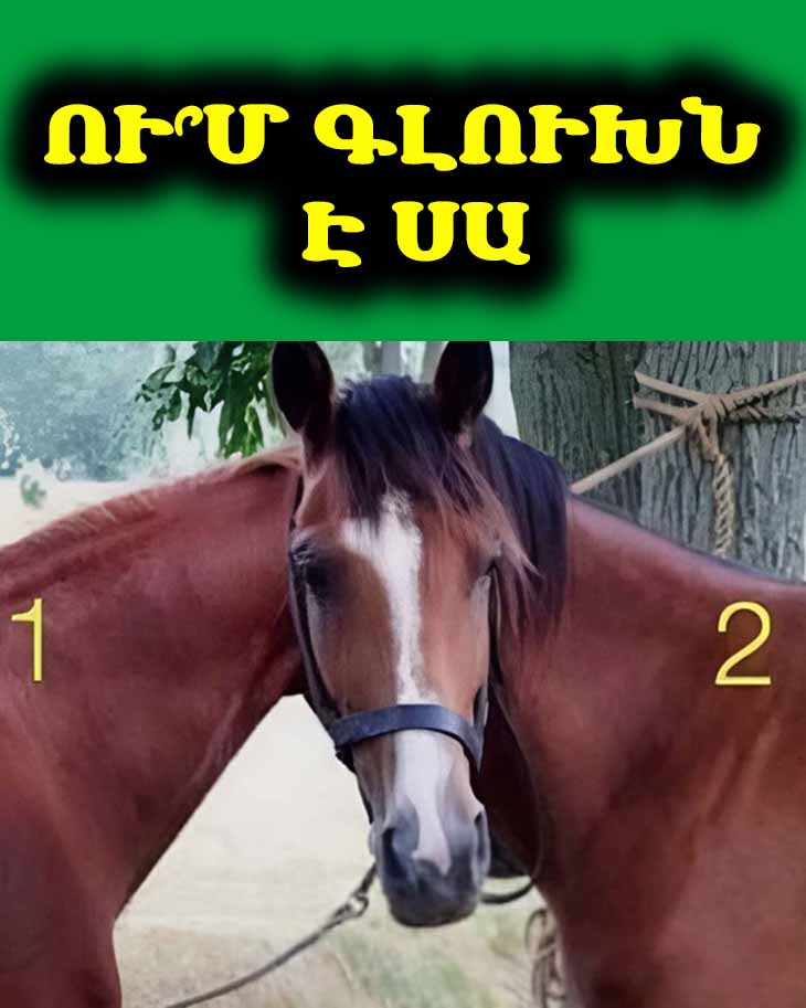 🐴 Ու՞մ գլուխն է սա. օպտիկական պատրանք, որը կխաբի ձեզ:
