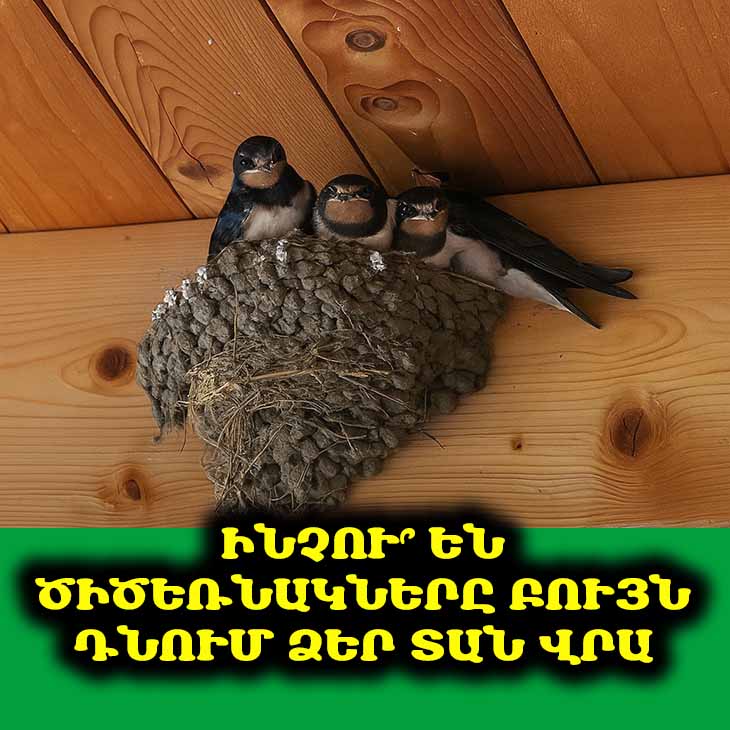 🏡 Ինչու են ծիծեռնակները բույն դնում ձեր տան վրա. ահա այն պատճառները, որոնց վրա տերերը պետք է ուշադրություն դարձնեն 🐦