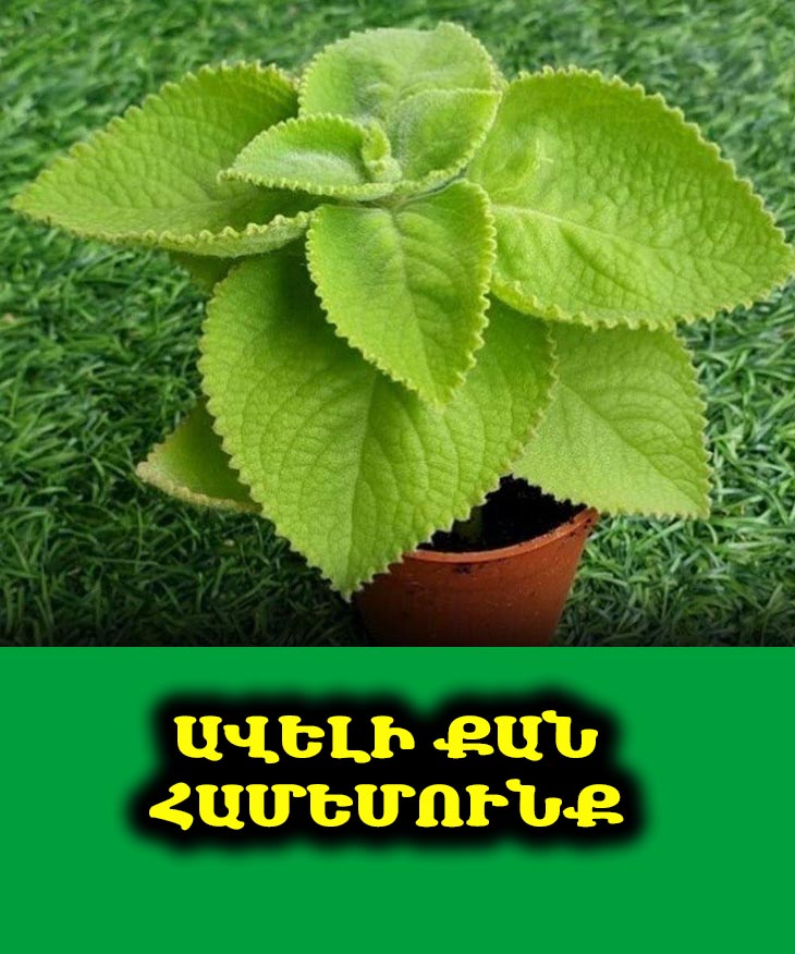 🌿 5 Պատճառ, Թե Ինչու Օրեգանոն Պետք է Միշտ Լինի Ձեր Խոհանոցում:
