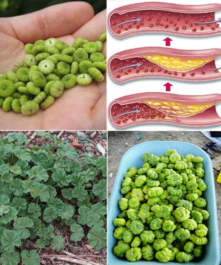 🌿 Անտառային Տերեփուկը. Մոլա՞խ, թե՞ Սուպերմթերք։ Բացահայտեք Այս Համեստ Բույսի Բոլոր Առավելությունները։