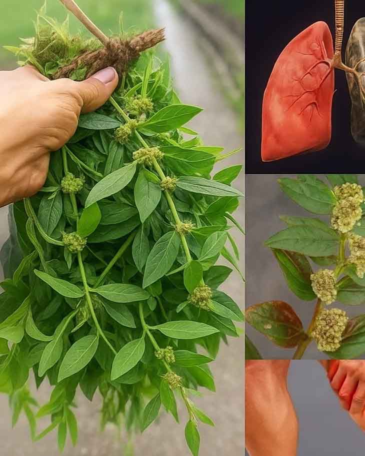 Եթե այս 🌿Տերևը ունեք Ձեր Տանը, Դուք Նստած եք Թաքնված Ոսկու վրա